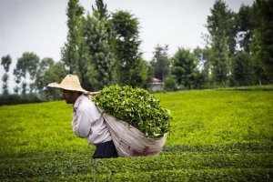 مصوبه شورای اقتصاد در خصوص قیمت خرید تضمینی محصولات باغی برای سال 1397