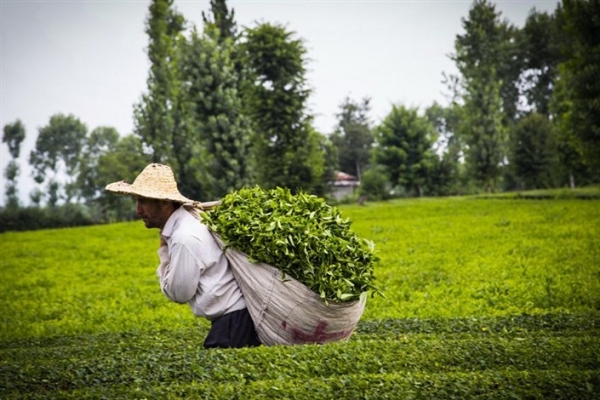 مصوبه شورای اقتصاد در خصوص قیمت خرید تضمینی محصولات باغی برای سال 1397